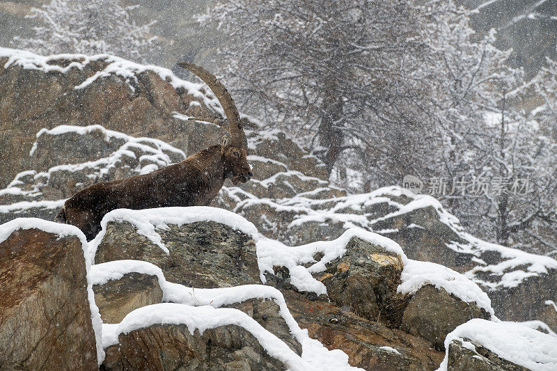 意大利valsavarenche Val D 'aosta的高山野山羊雄性在冬季下雪的环境中